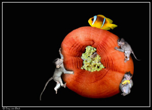 Monkey bussines... by Dray Van Beeck 